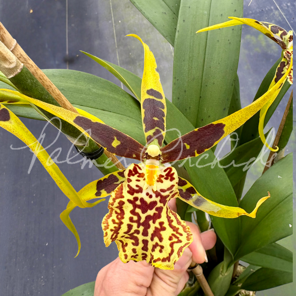 Bcd. Gilded Tower — Palmer Orchids